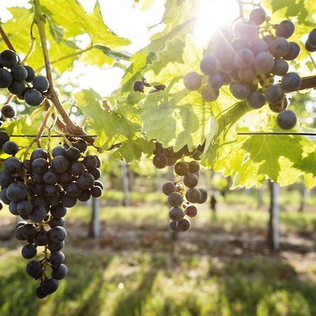 Weingut & Gastezimmer Edelmann Göttlesbrunn Exteriör bild