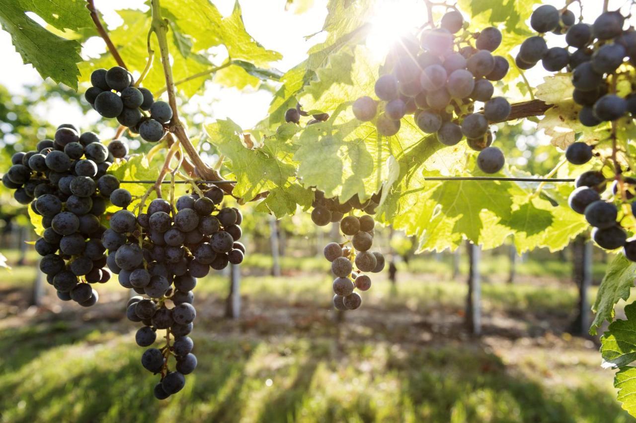 Weingut & Gastezimmer Edelmann Göttlesbrunn Exteriör bild