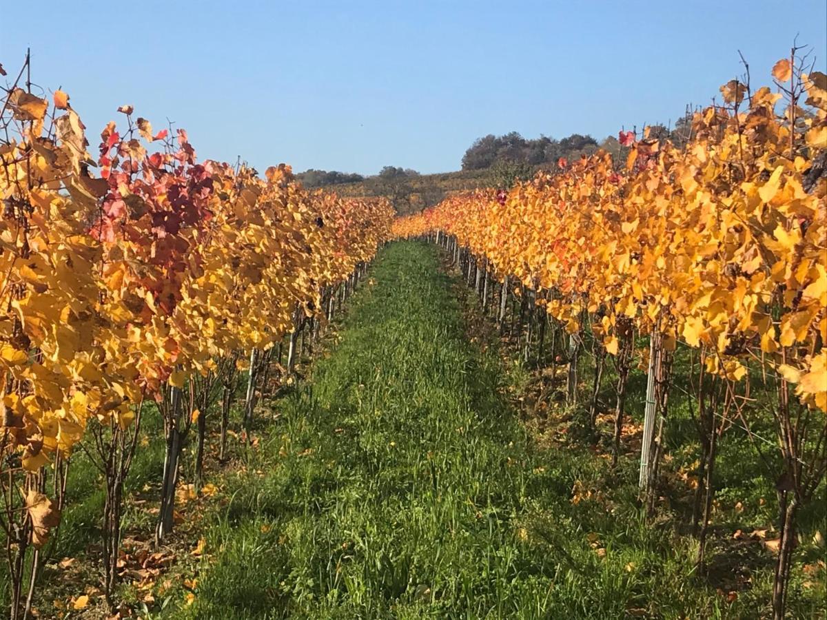 Weingut & Gastezimmer Edelmann Göttlesbrunn Exteriör bild