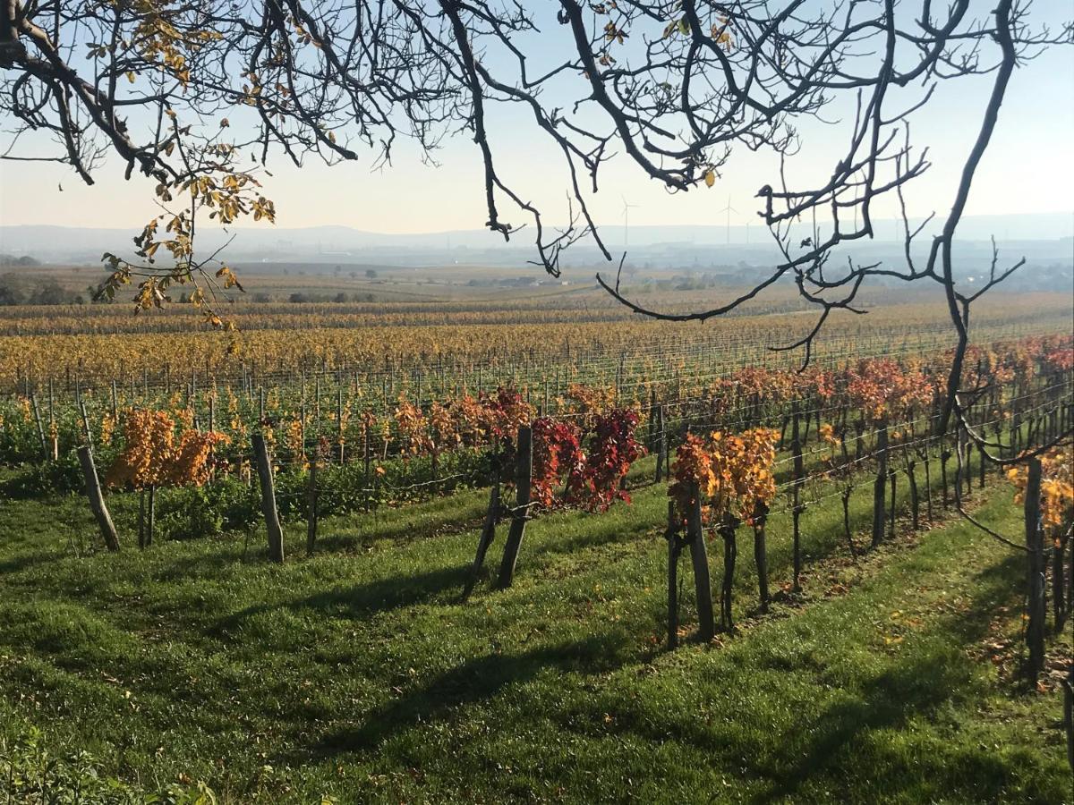 Weingut & Gastezimmer Edelmann Göttlesbrunn Exteriör bild