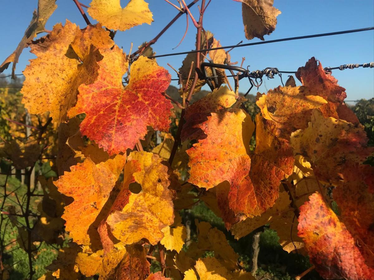 Weingut & Gastezimmer Edelmann Göttlesbrunn Exteriör bild